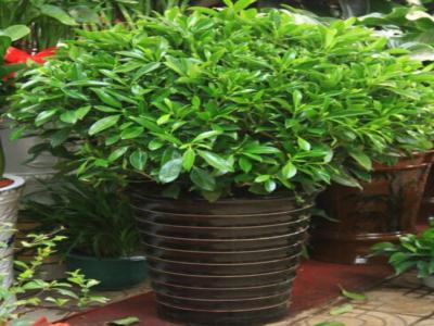 非洲茉莉