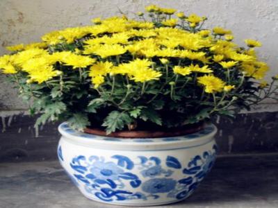 千头菊