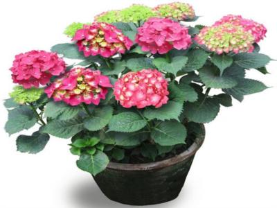 绣球花