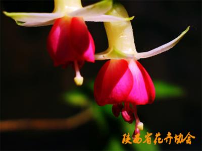 风铃花