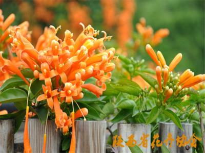 炮仗花