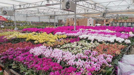 秦岭花世界花市|陕西省花协