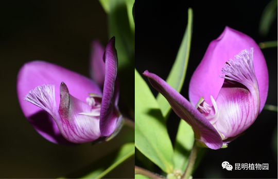 西伯利亚远志Polygala sibirica|陕西省花卉协会