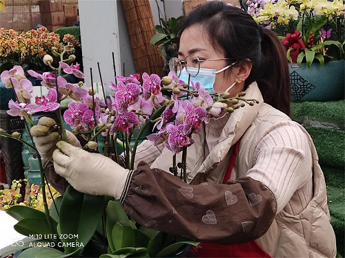 2022花卉市场|陕西省花协