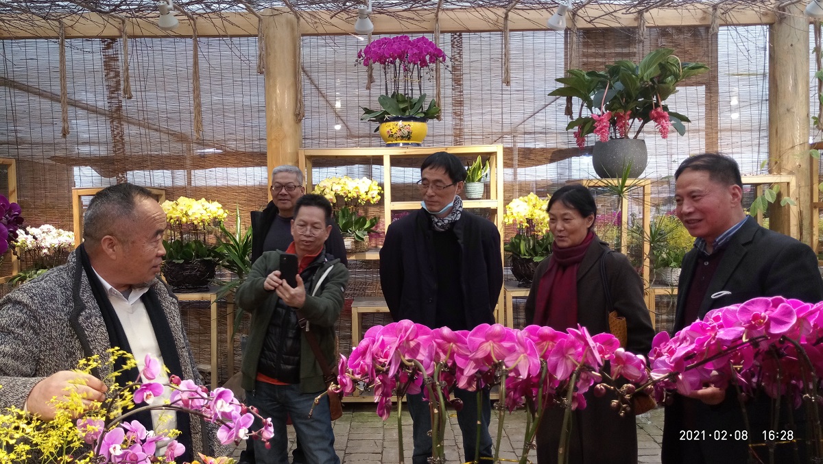 介绍年宵花