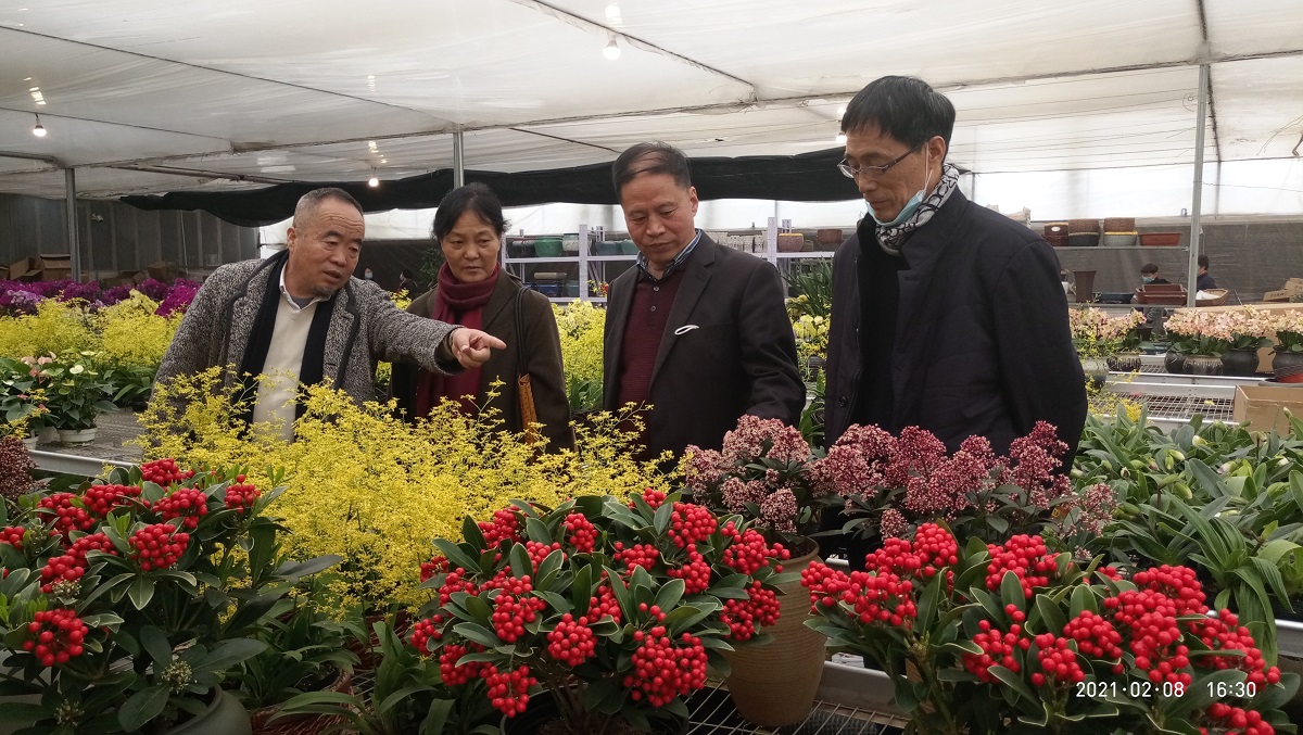 介绍年宵花品种