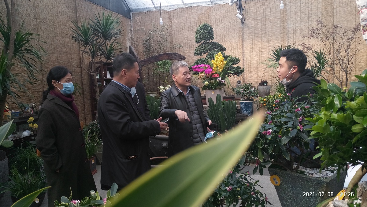 省花协领导调研年宵花