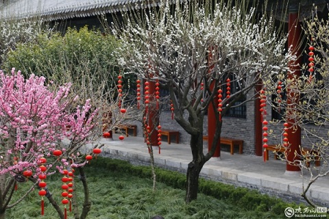 汉中市博物馆旱莲迎春绽放引客来
