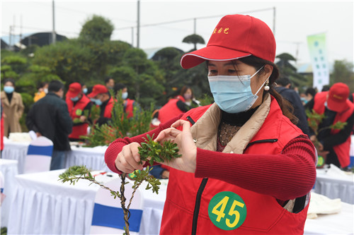 周至县首届盆景造型技能大赛|陕西省花协
