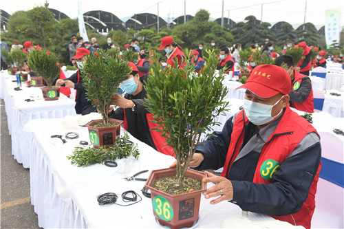 周至县首届盆景造型大赛现场|陕西省花协