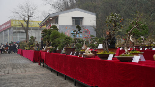 陕西安康第六届精品盆景展