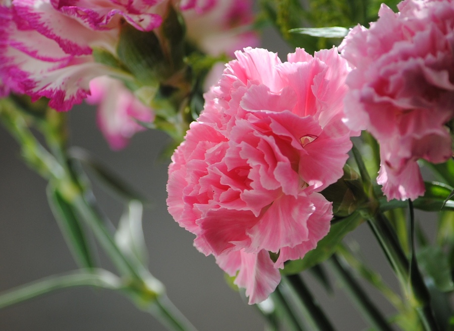 三八妇女节——西安花卉市场