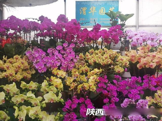 西安花卉市场——朱雀花卉市场
