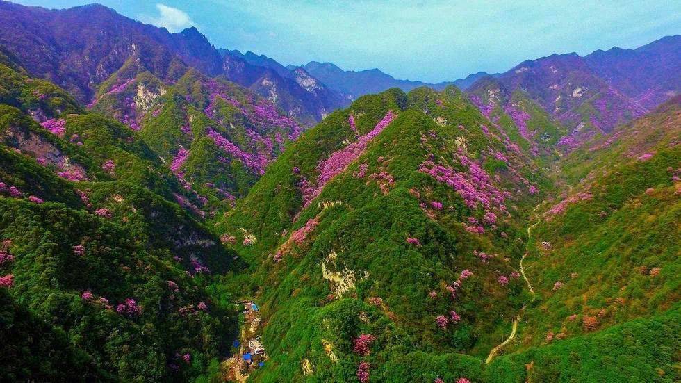 花卉产业|陕西省花协