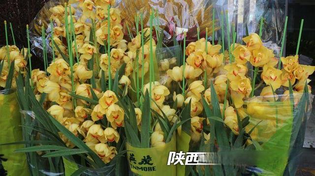 朱雀花卉市场——陕西省花协