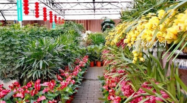 渭南花卉市场|陕西省花协