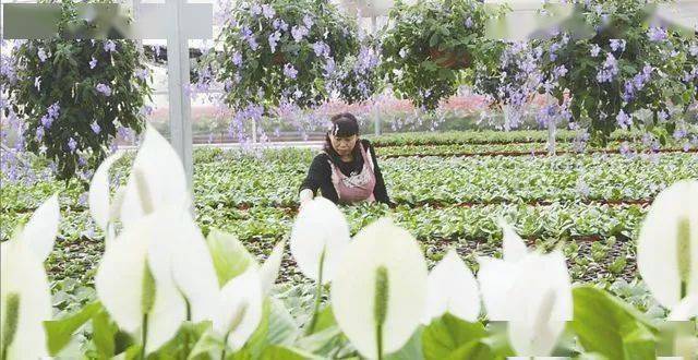 陕西省花协