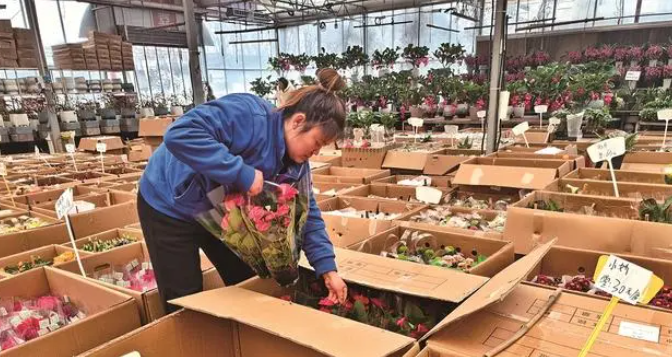 2月21日,秦岭花世界的工作人员将顾客预订的花卉装箱|陕西省花协