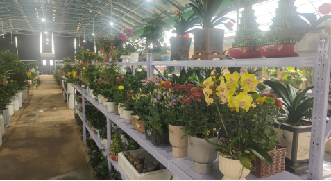西安高龄花卉市场