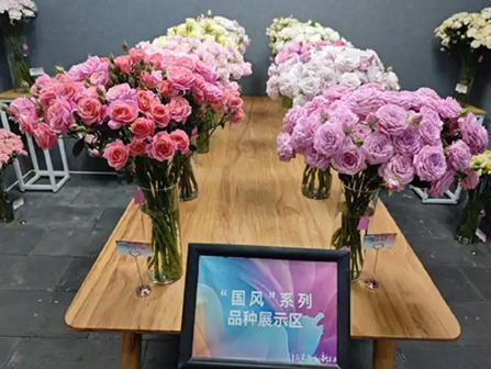 5·20央视新闻聚焦云南月季变了1000多种“新花样”