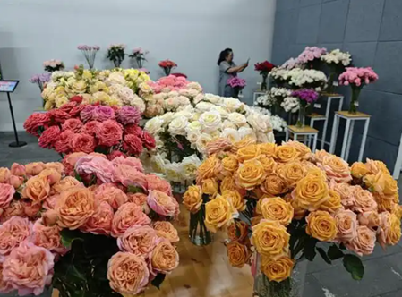 5·20央视新闻聚焦云南月季变了1000多种“新花样”
