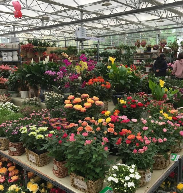 西安花卉市场——陕西省花协