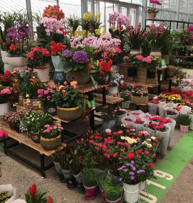 西安花市——陕西省花协